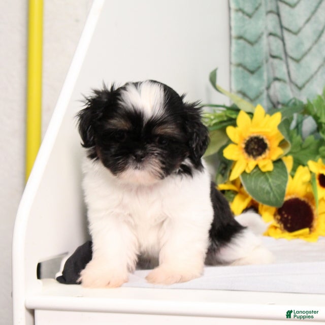 Shih Tzu dogs Imperial Smurf - Ad 2