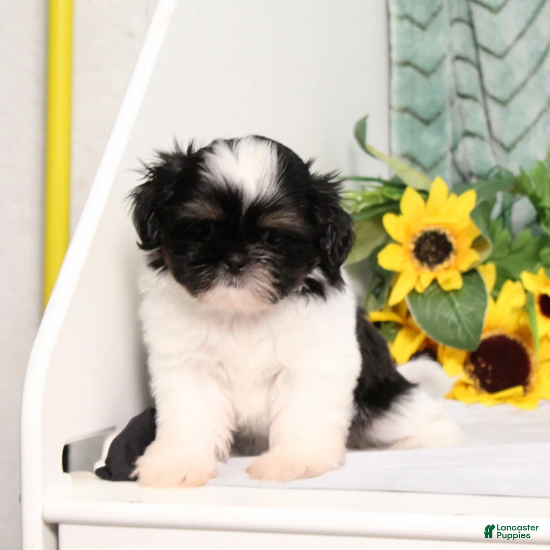 Shih Tzu dogs for sale: Imperial Smurf - Ad 2