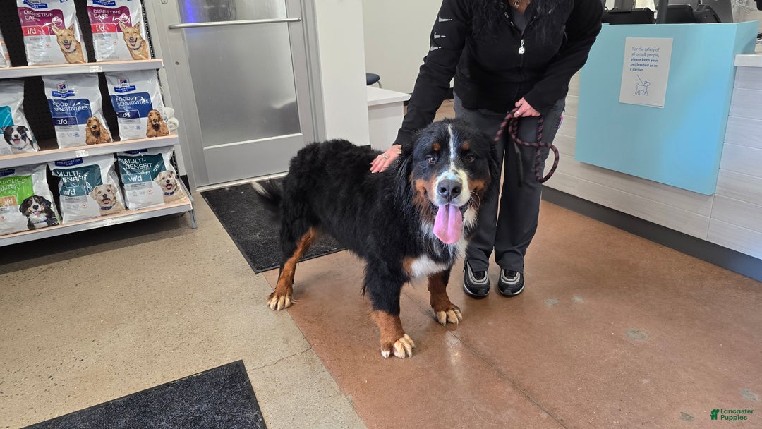 Bernese Mountain Dog dogs for stud: Marjan - imported bloodline - Ad 3