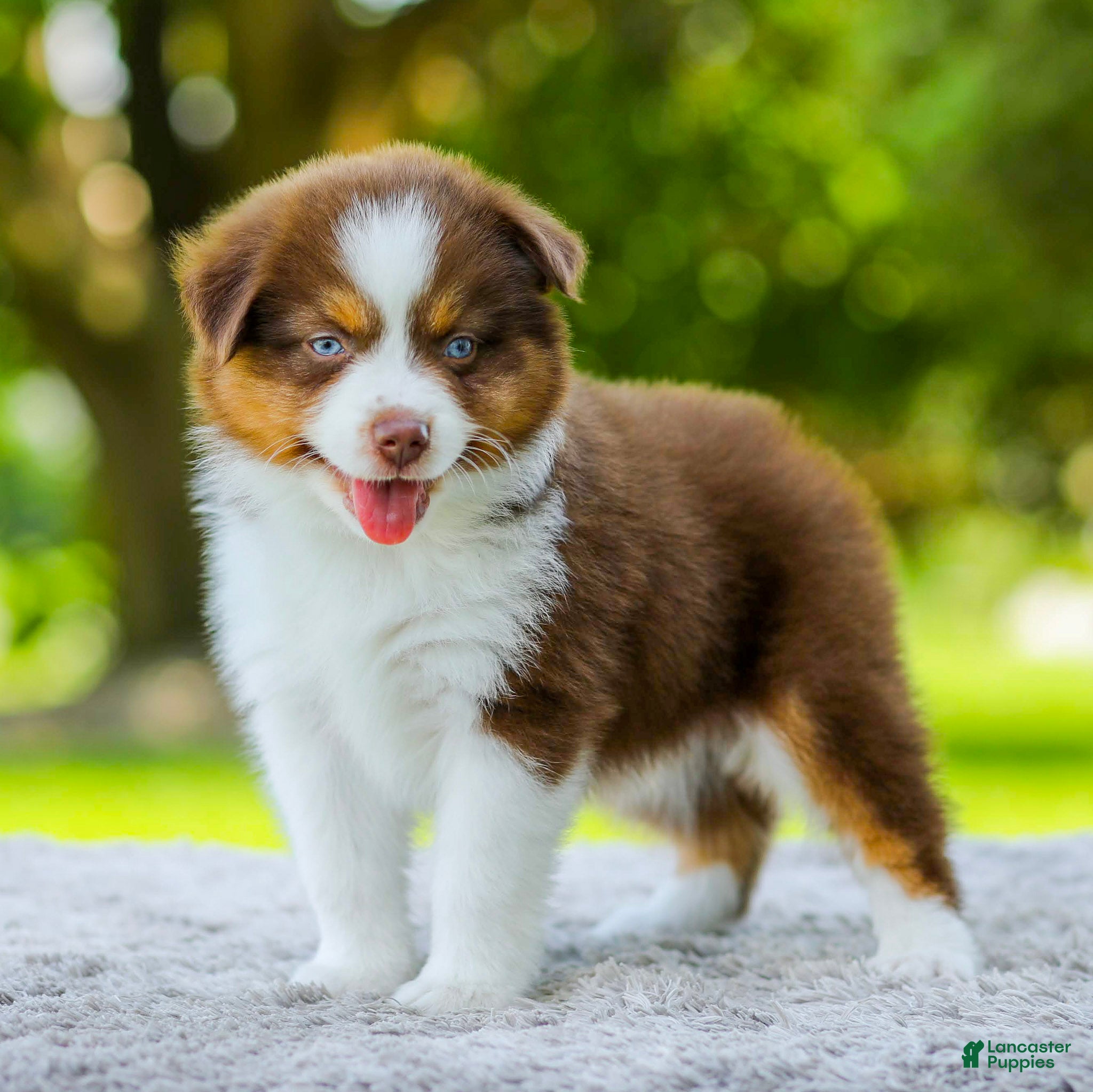 Miniature Australian Shepherd dogs Lyle - Ad 2