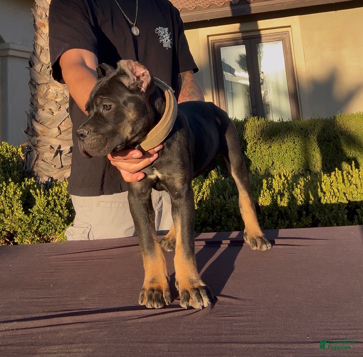 Cane Corso dogs Cane Corso 1 - Ad 2