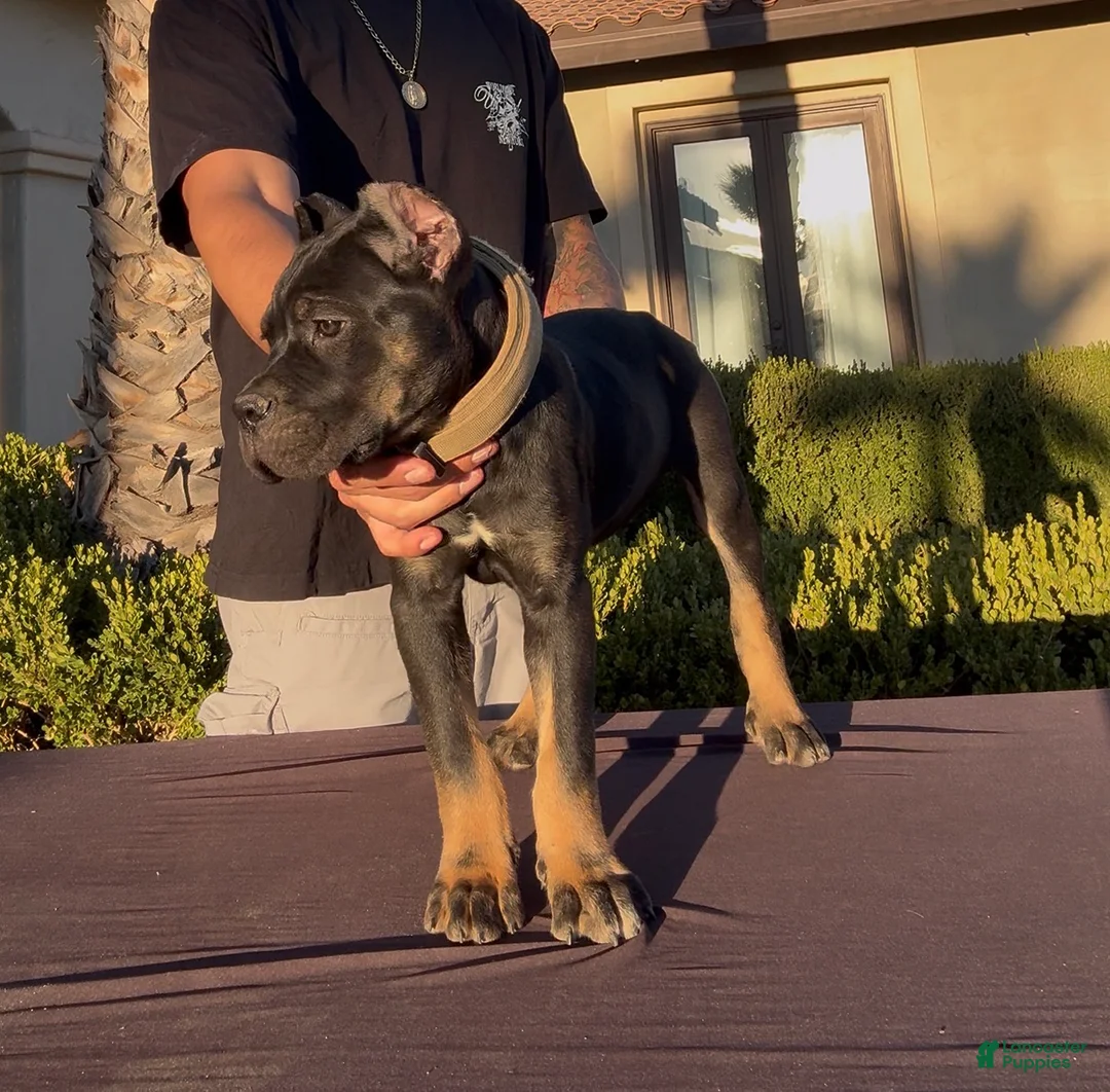 Cane Corso dogs for sale: Cane Corso 1 - Ad 2