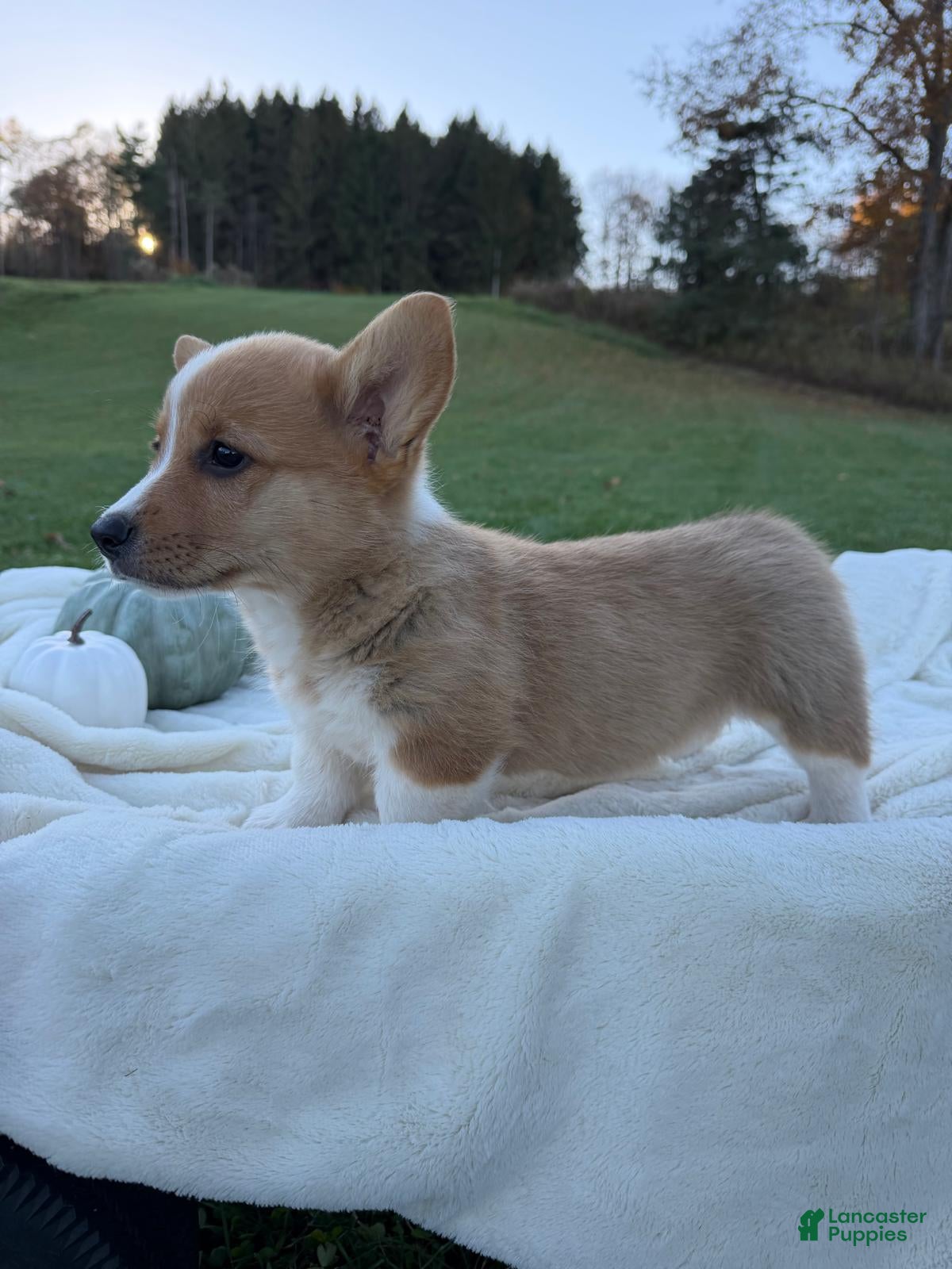 Welsh Corgi Pembroke dogs for sale: Leo - Ad 1