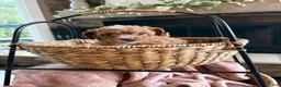 Cavapoo dogs for sale: Captain  - Ad 8