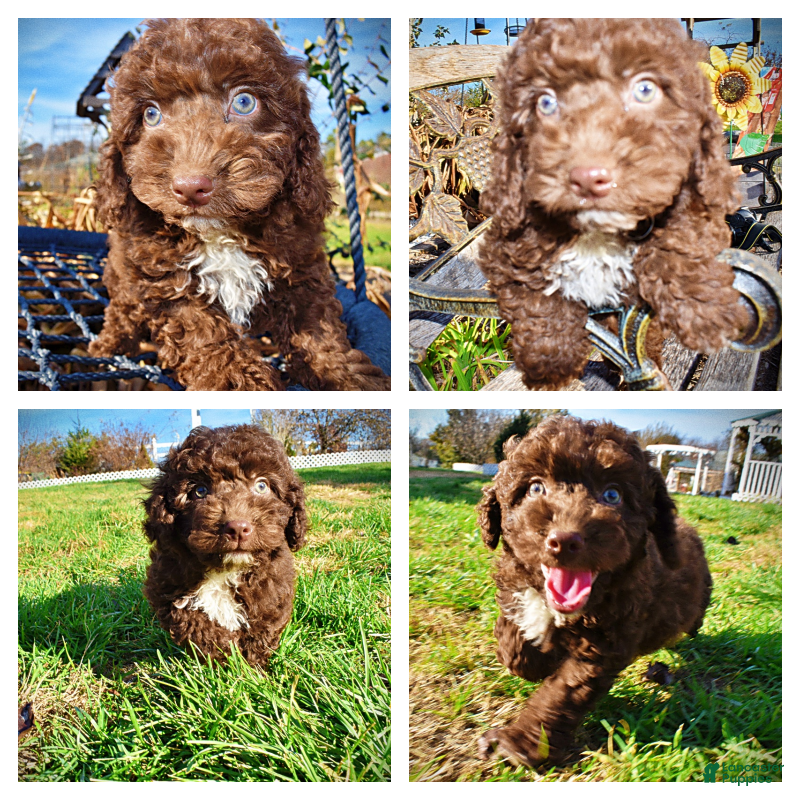 Havapoo dogs Oscar - Ad 35