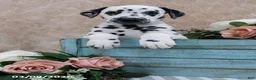 Dalmatian dogs for sale: Honey - Ad 3