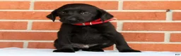 Labrador Retriever dogs for sale: Banner - Ad 9