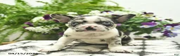 Boston Terrier dogs for sale: Rosie  - Ad 5