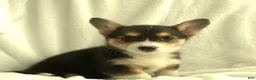 Welsh Corgi Pembroke dogs for sale: Diva - Ad 4