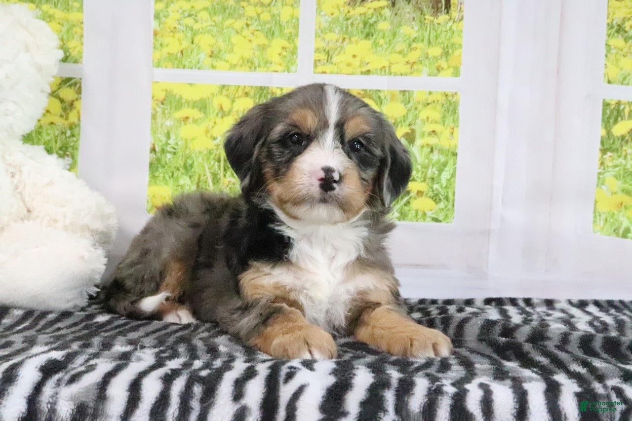 Mini Bernedoodle dogs Ruby - Ad 1