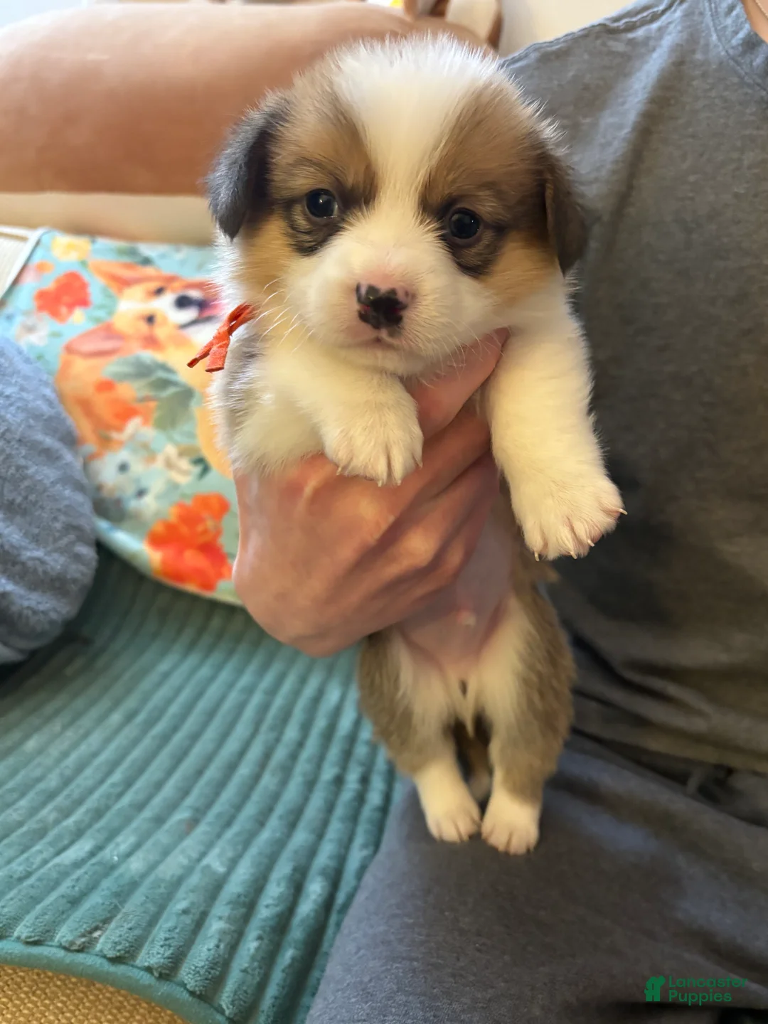 Welsh Corgi Pembroke dogs for sale: Welsh Corgi Pembroke Puppy 1 - Ad 1