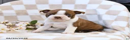 Boston Terrier dogs for sale: Bob - Ad 2