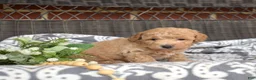Bichpoo dogs for sale: Cricket - Ad 13