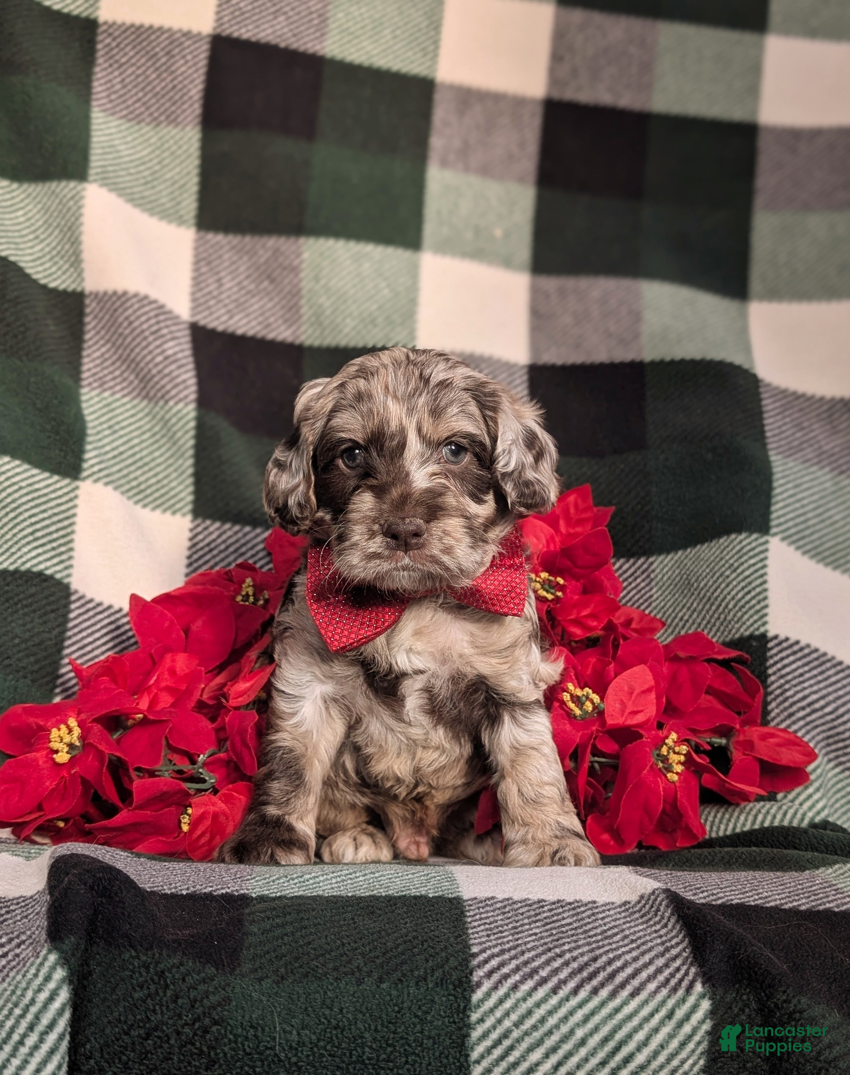 Cockapoo dogs Asher Chocolate Merle - Ad 9