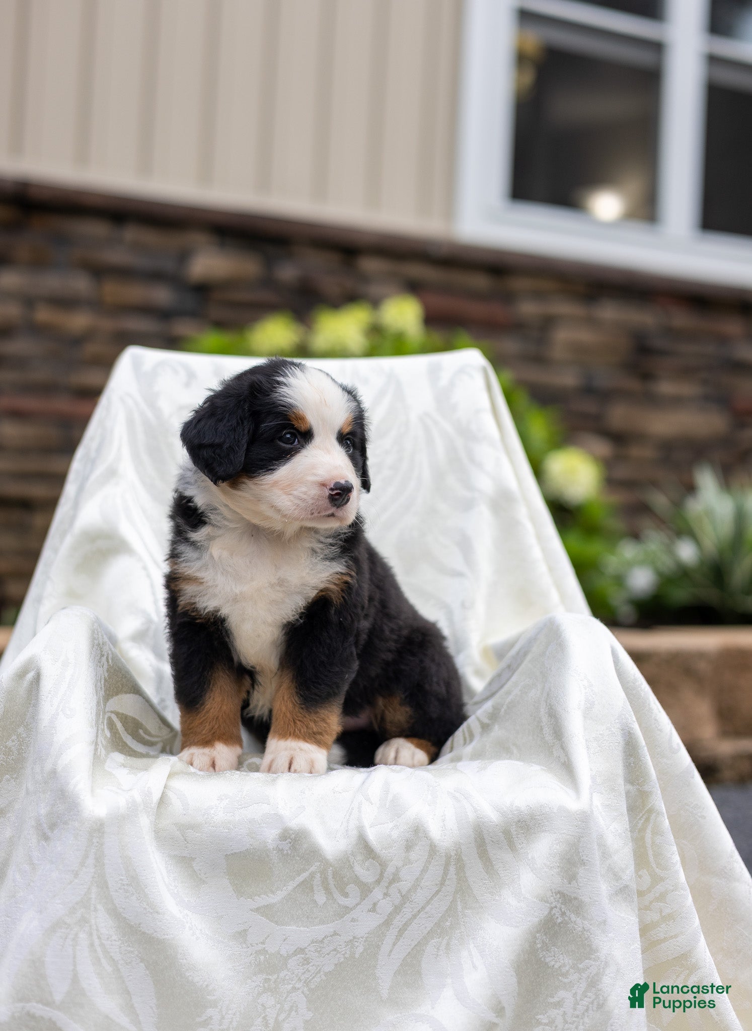 Bernese Mountain Dog dogs Raven - Ad 2