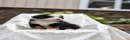 Bernese Mountain Dog dogs for sale: Raven - Ad 2