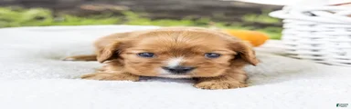 Chewy