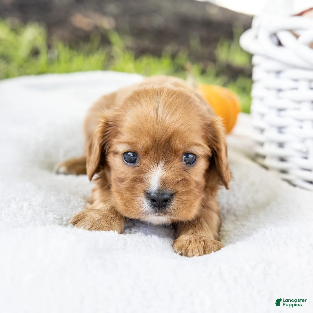 Cavalier King Charles Spaniel dogs for sale: Chewy - Ad 1