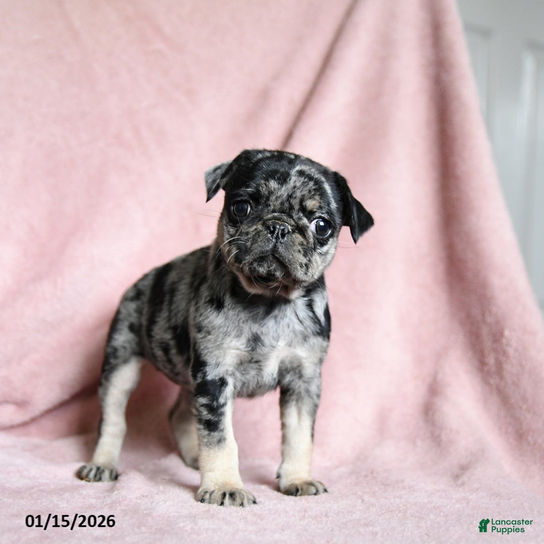 Pug dogs for sale: Maggie - Ad 2