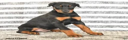 Doberman Pinscher dogs for sale: Dash - Ad 3