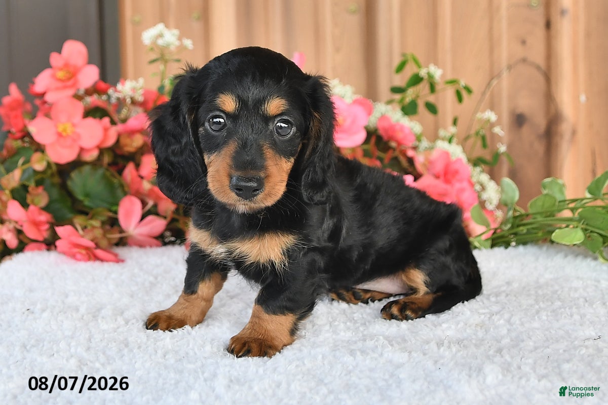 Miniature Dachshund dogs Fudge - Ad 1