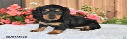 Miniature Dachshund dogs for sale: Fudge - Ad 1