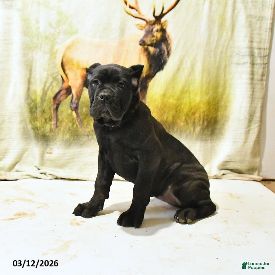 Cane Corso dogs Harriet - Ad 2