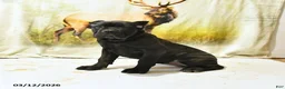 Cane Corso dogs for sale: Harriet - Ad 2