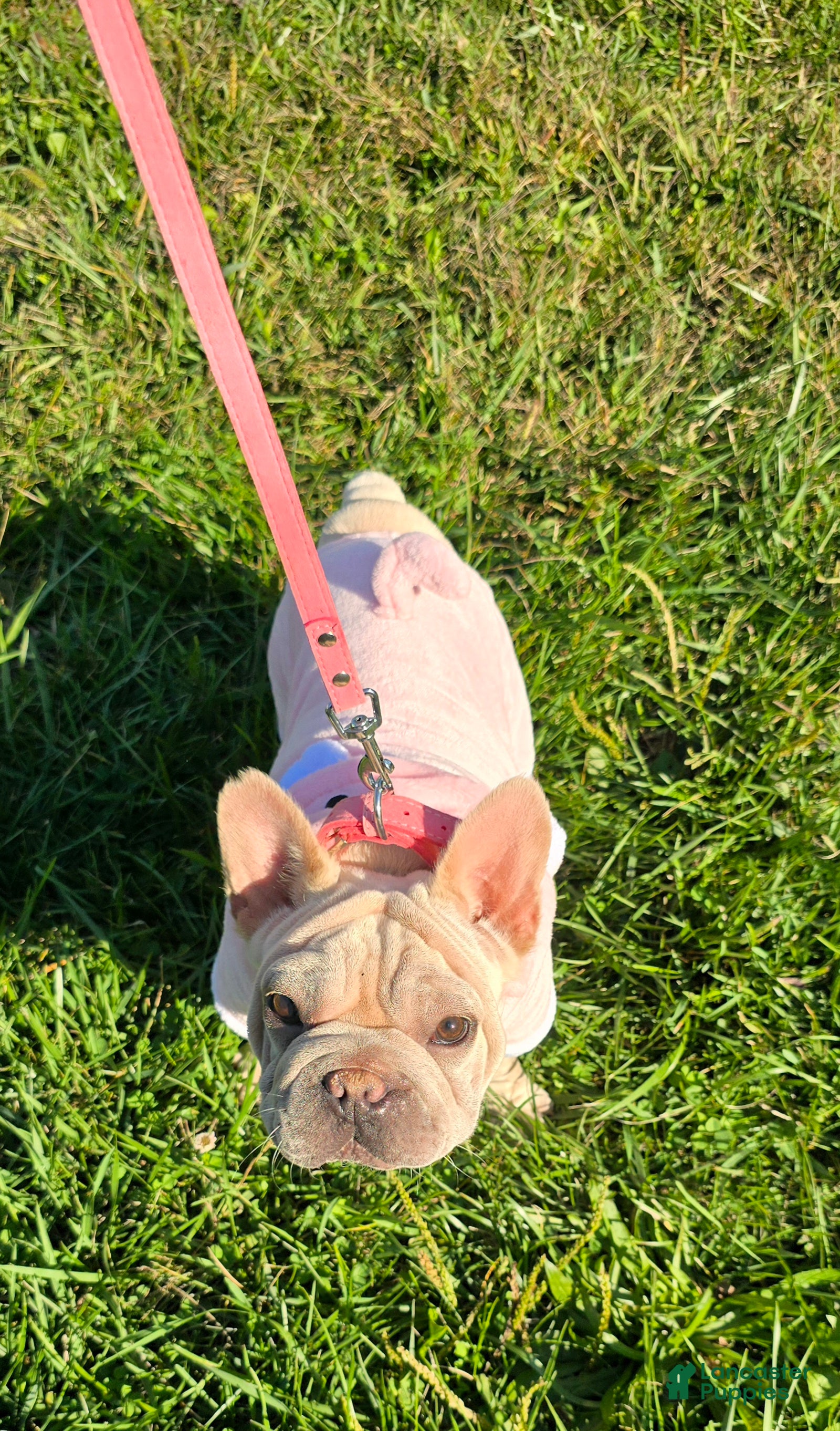 French Bulldog dogs Titina  - Ad 29