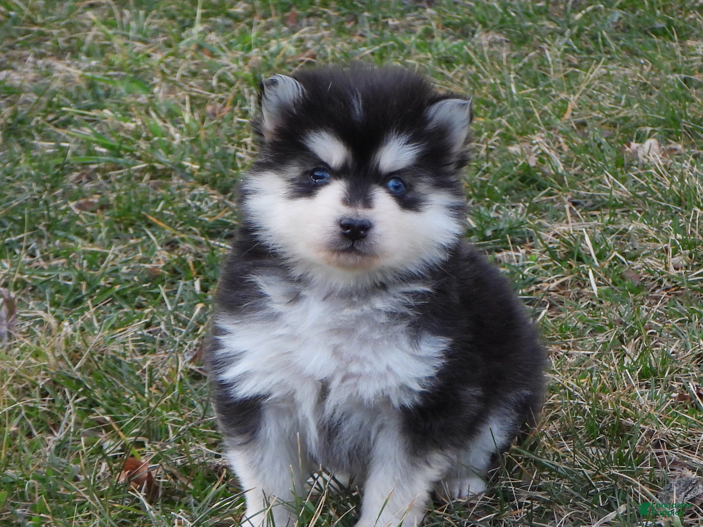 Pomsky dogs Arney - Ad 2