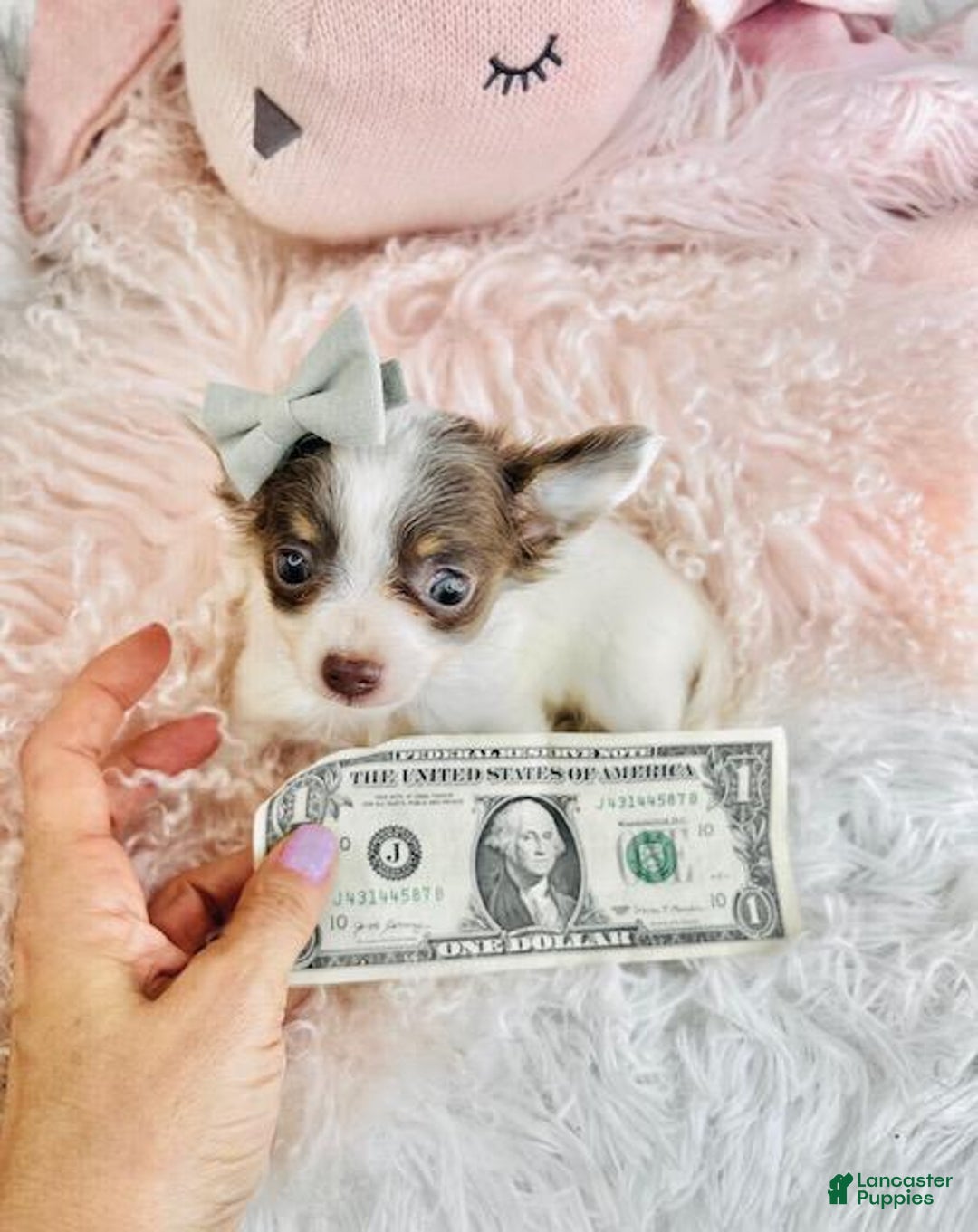 Chihuahua dogs for sale: Chihuahua Puppy 2 - Ad 2