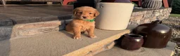 Golden Retriever dogs for sale: AKC Mr Milo - Ad 2