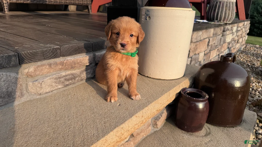 Golden Retriever dogs for sale: AKC Mr Milo - Ad 2