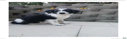 Bernedoodle dogs for sale: Mitch - Ad 8