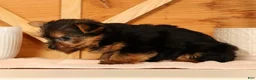 Yorkshire Terrier dogs for sale: Zoe - Ad 9