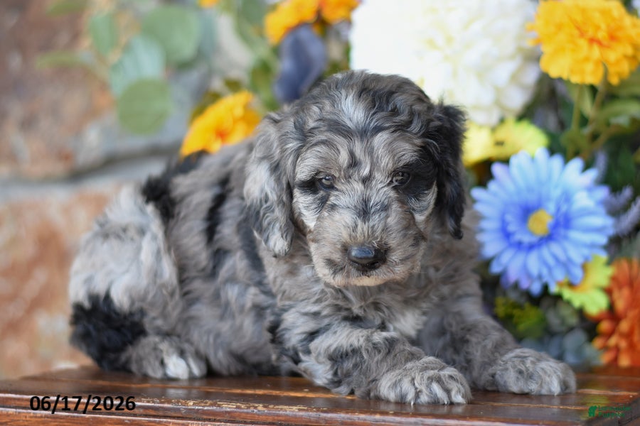Mini Goldendoodle dogs Winston - Ad 2