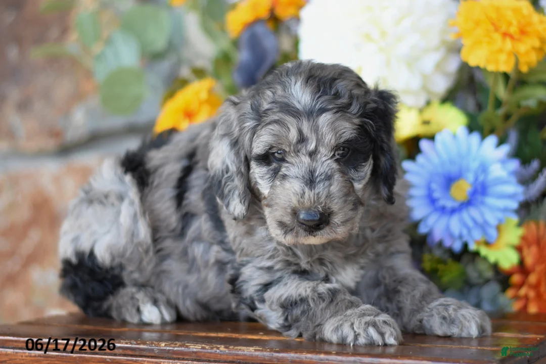 Mini Goldendoodle dogs for sale: Winston - Ad 2