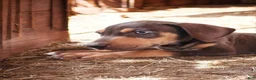 Catahoula Leopard Dog dogs for sale: MS 2026 Male 2 - Ad 3