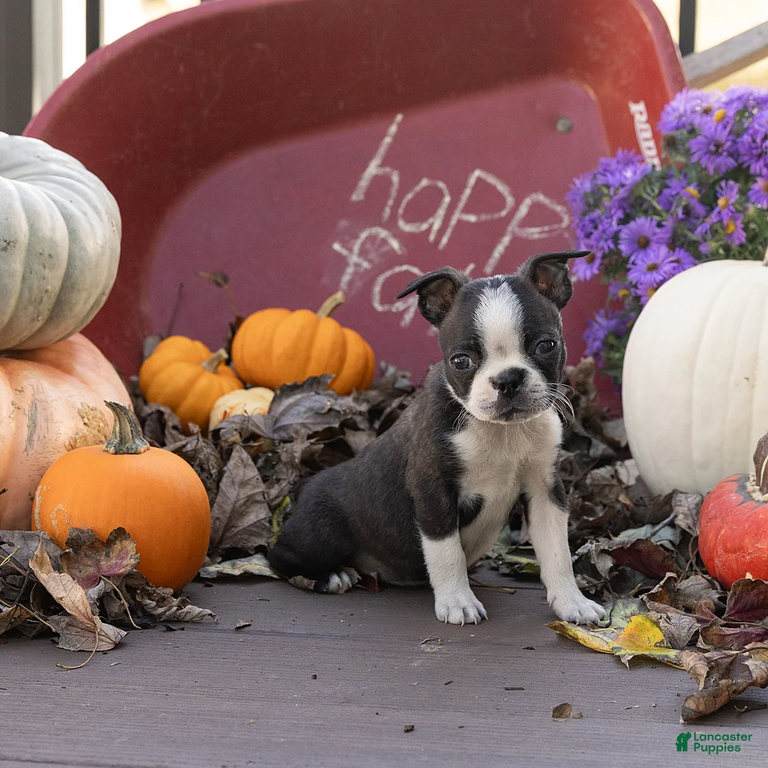Boston Terrier dogs for sale: Cassie Boston Terrier  - Ad 2
