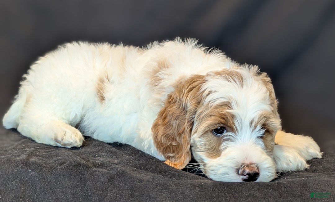 Goldendoodle dogs for sale: Honey  - Ad 4