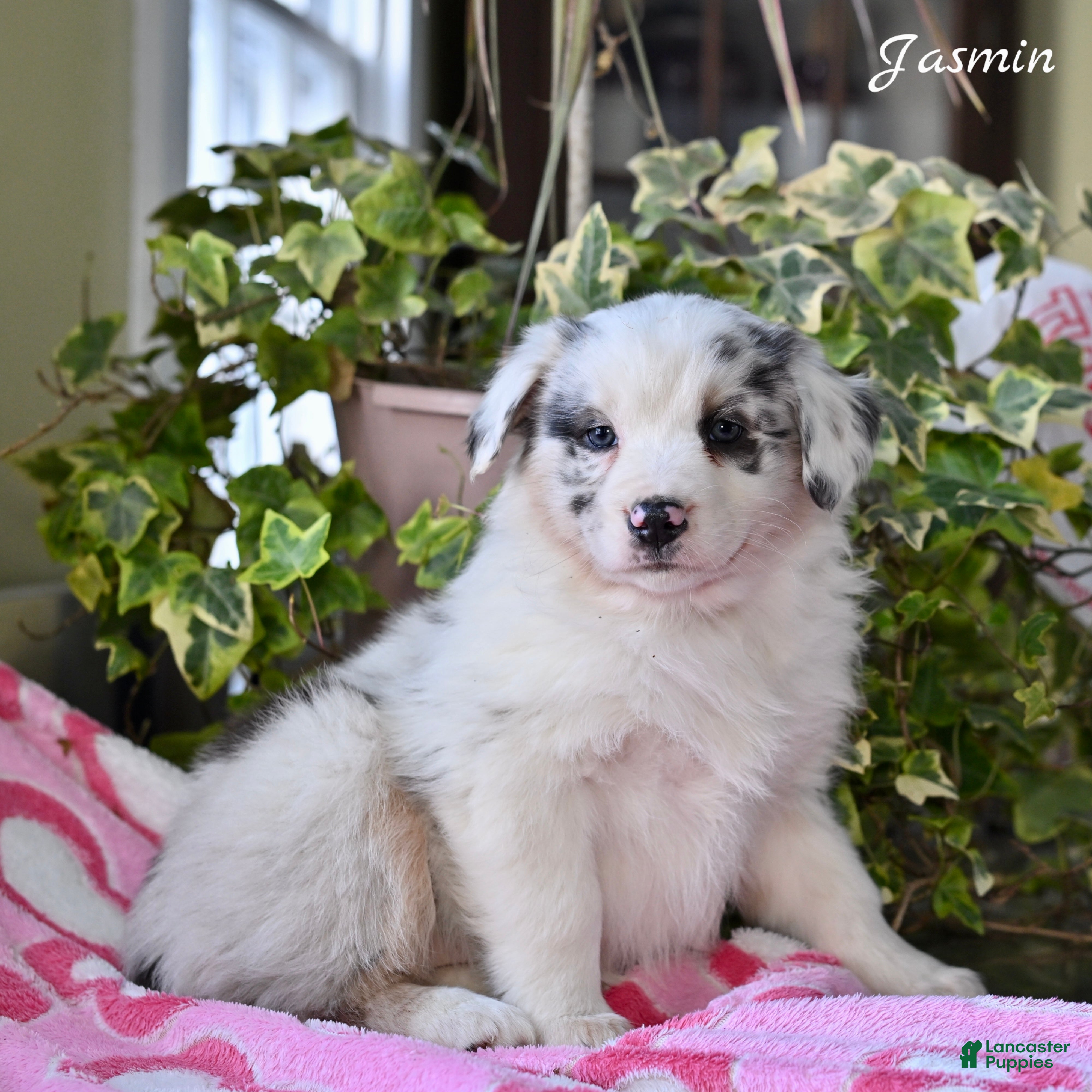 Australian Shepherd dogs Jasmin - Ad 31