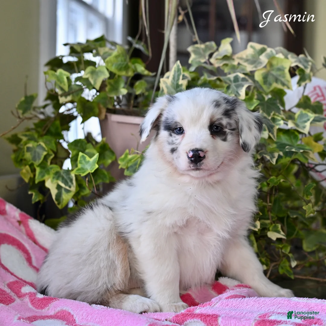 Australian Shepherd dogs for sale: Jasmin - Ad 1