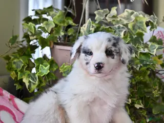 Australian Shepherd dogs Jasmin - Ad 31