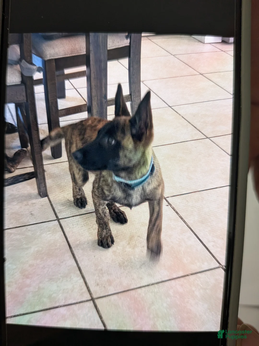 Dutch Shepherd dogs for sale: Dutch Shepherd 1 - Ad 2