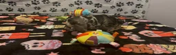 French Bulldog dogs for sale: French Bulldog 1 - Ad 7