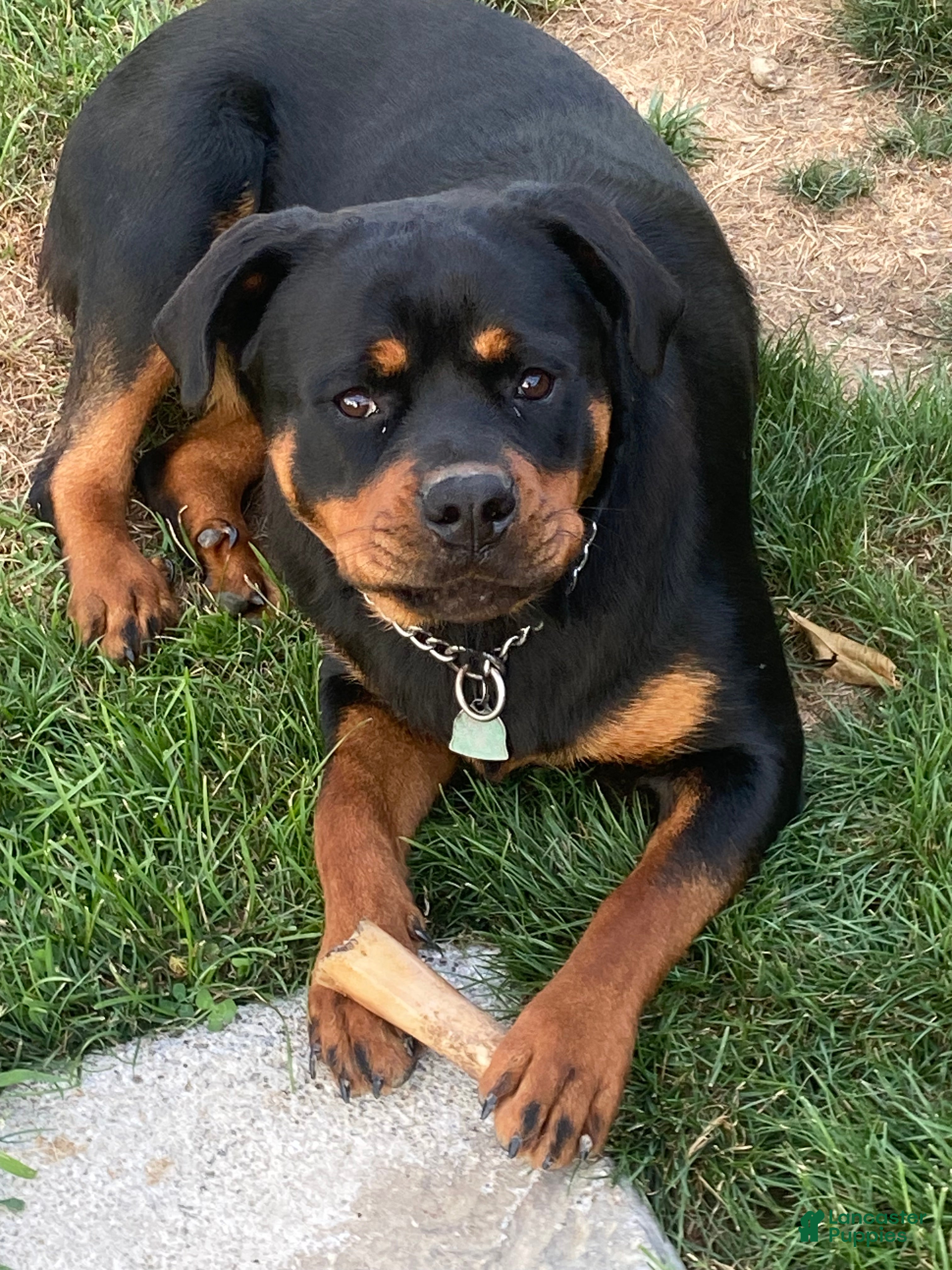 Sookie 