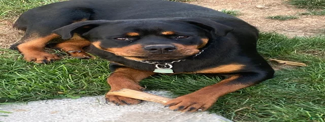 Sookie 
