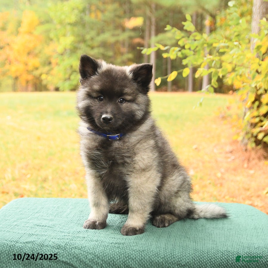 Keeshond dogs Mickey - Ad 4