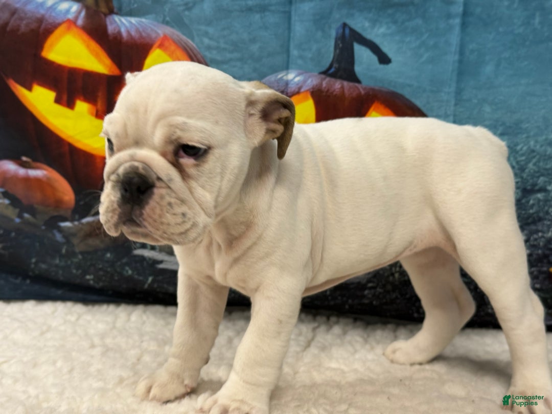 English Bulldog dogs for sale: Mayo - Ad 4