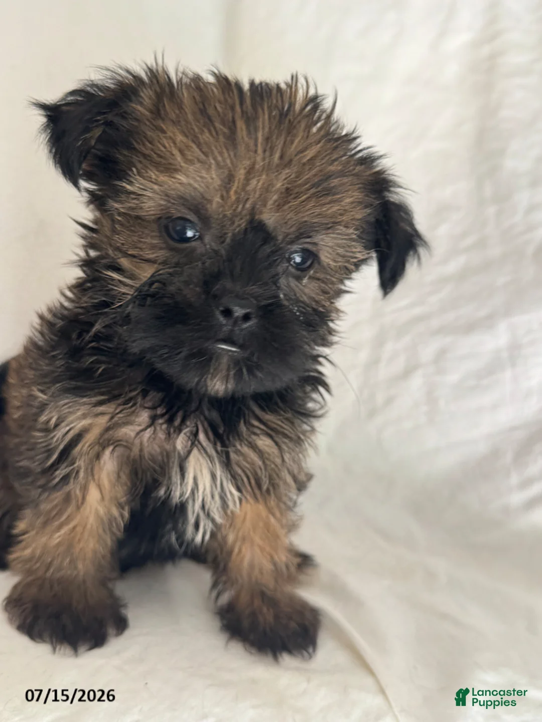 Shorkie dogs for sale: Tim - Ad 5